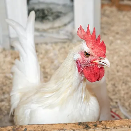 Eendrachtweg 4 De Cocksdorp (Texel)