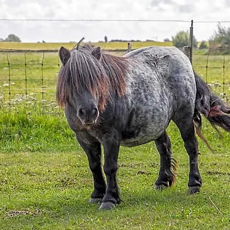 Eendrachtweg 4 Bed and Breakfast De Cocksdorp (Texel)